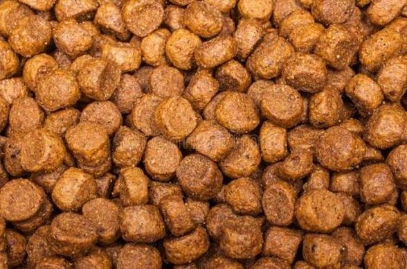 Close-up of round golden-brown dry dog food pieces